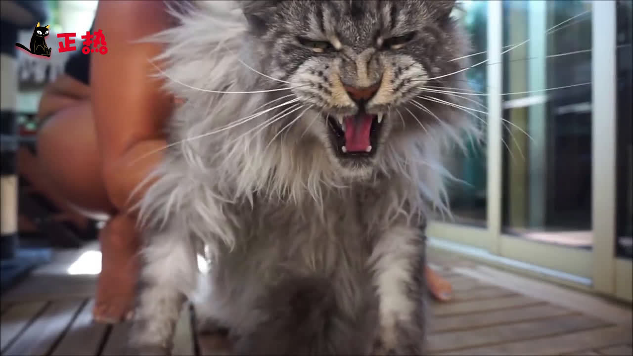 这么大一只缅因猫,看起来好凶,但是这叫声哈哈哈
