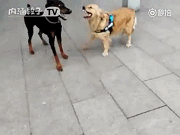 【功夫狗】【说好的建国后不能成精呢!】