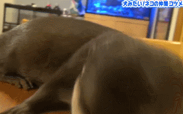 毛茸茸日记·天冷啦,给铛铛穿衣服 - acfun弹幕视频网 - 认真你就输啦