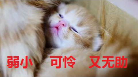 【喵星人】弱小,可怜,又无助第二季---小猫咪再次摆出网红表情包pose