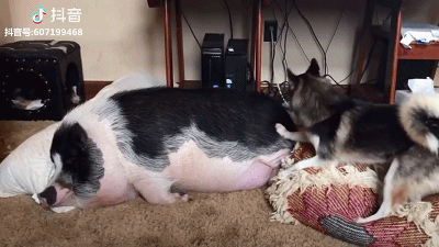 【第六期】梦想孟老板小合集 - acfun弹幕视频网 - 你