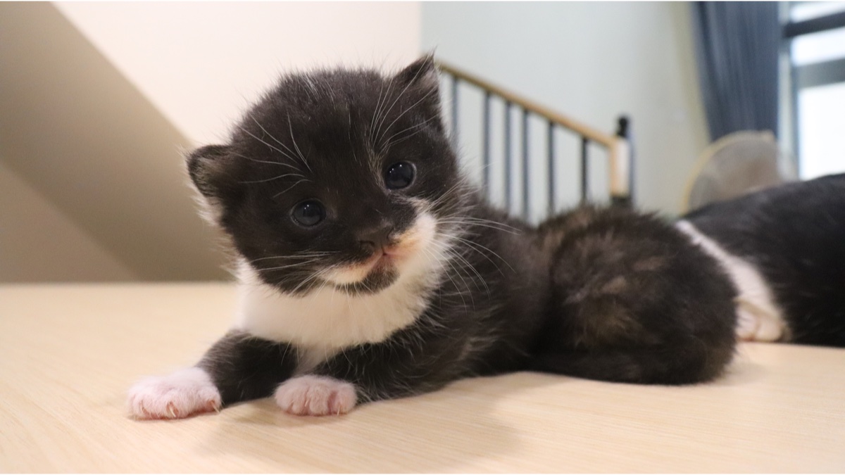 刚出生不久的小奶猫,能有多萌?主人:心都被萌化了!