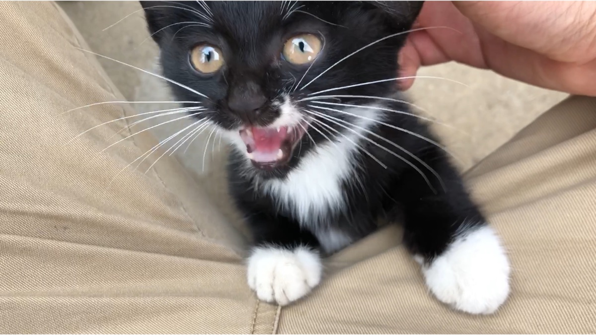 养猫不玩猫爪爪对得起自己长得手吗