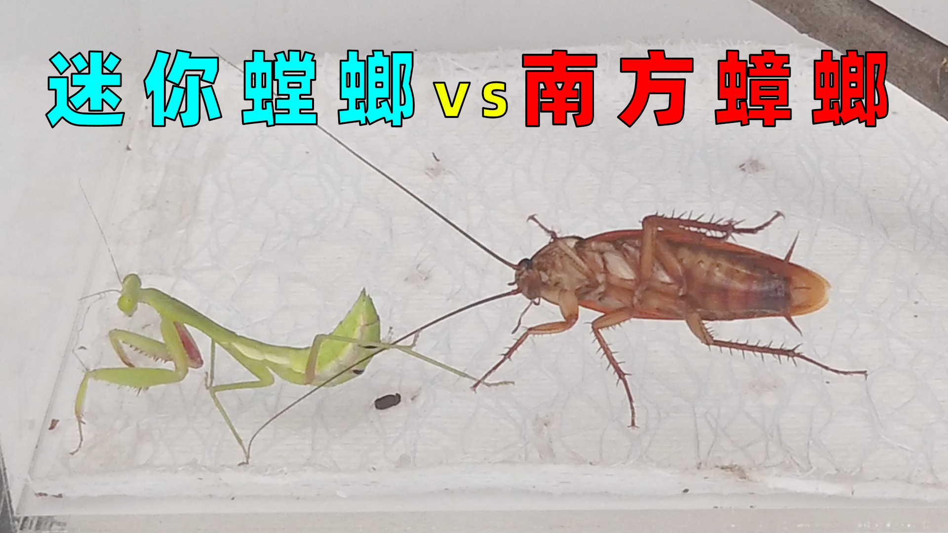 迷你小螳螂vs南方大蟑螂,这反应太真实了!