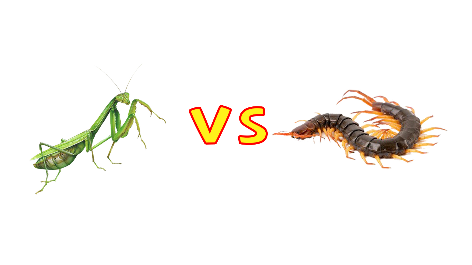 螳螂vs蜈蚣,它们谁会是最后的胜利者呢?