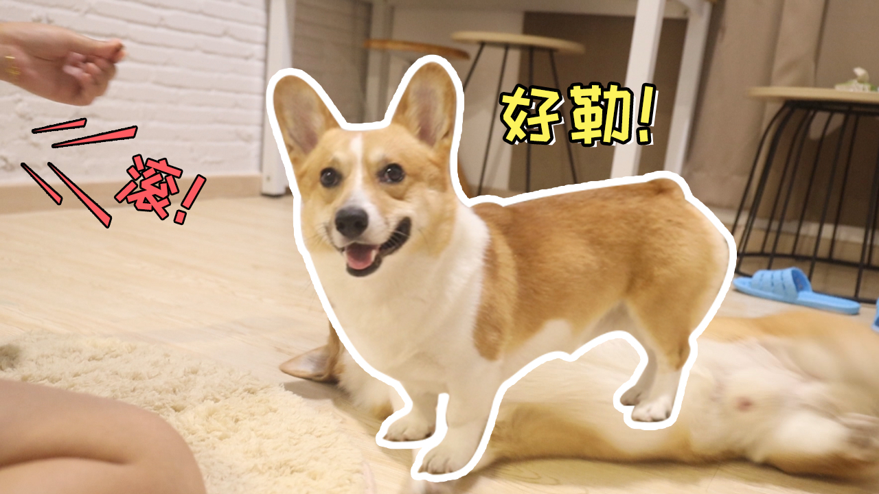 doggiecorgiplaylist933minutes