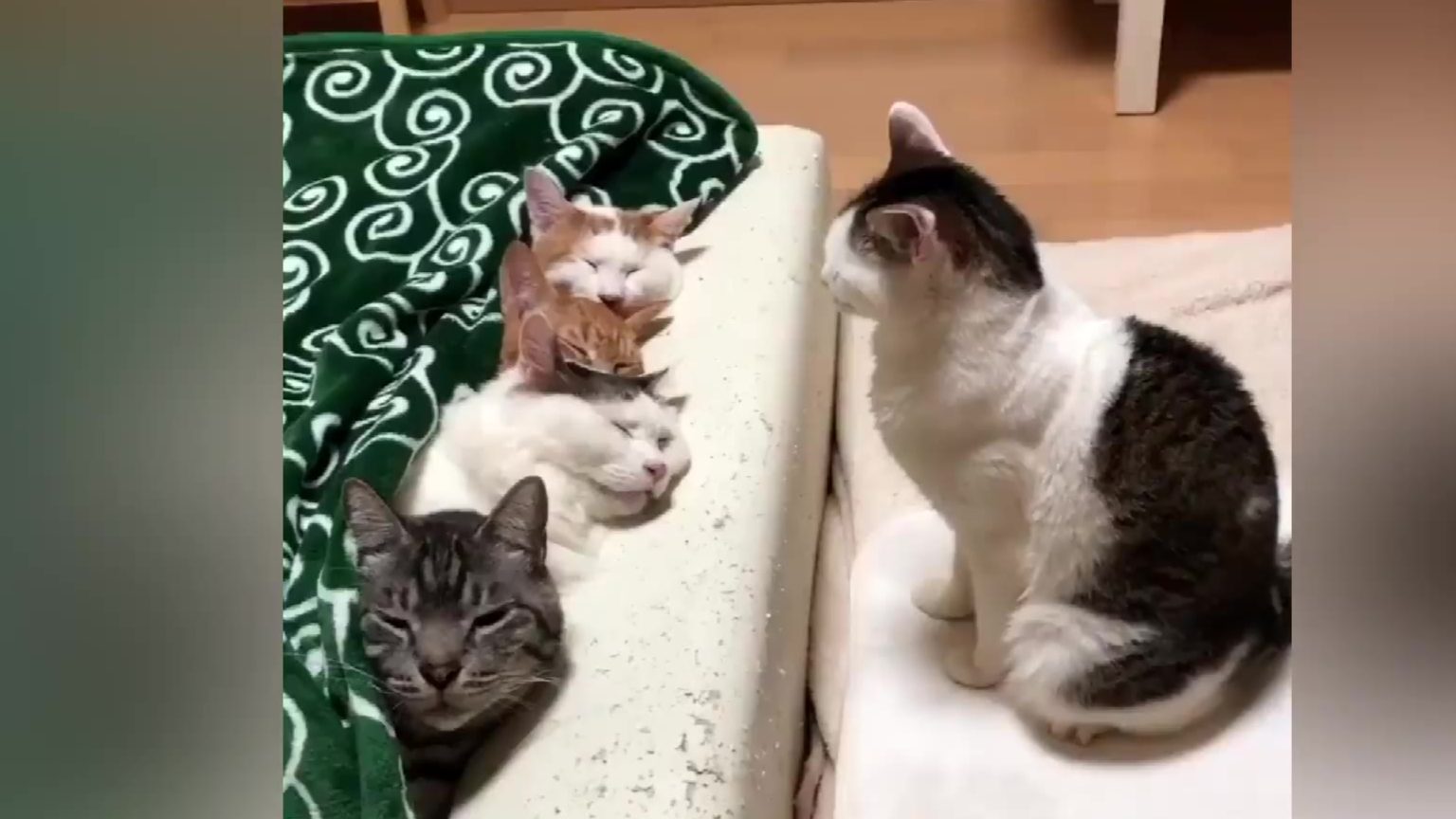 小胖猫被同伴孤立了?生气气[○11`Д0711