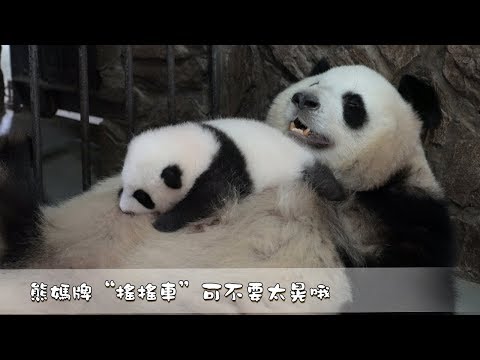 《熊猫早晚安》熊妈牌"摇摇车"可不要太晃哦 | ipanda熊猫频道