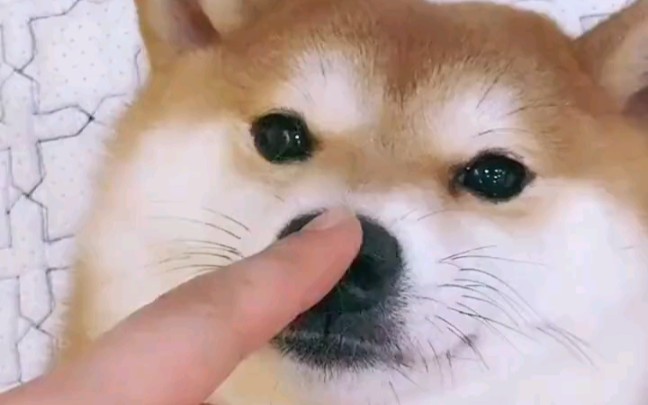 这狗好新啊