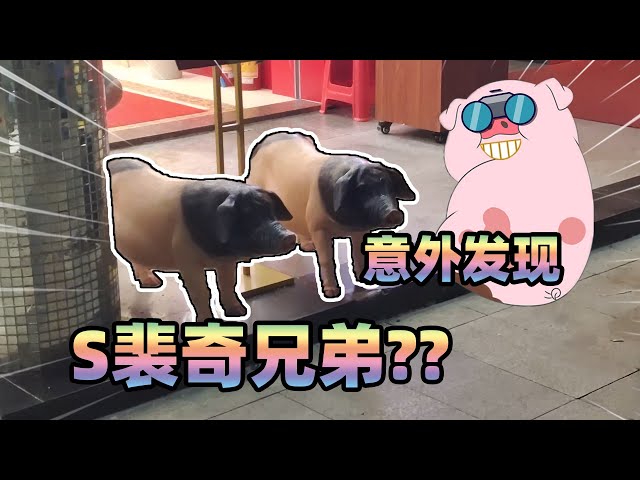 【居哥哥】来到深圳第一天,居然发现s裴奇亲兄弟!还是两头