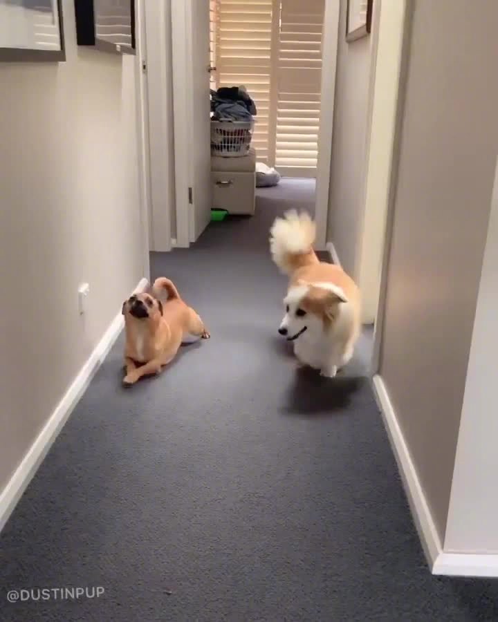 狗狗专门模仿柯基走路