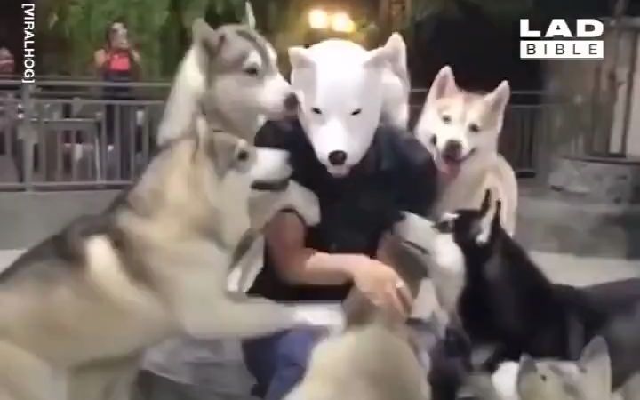 看到主人以后狗狗们的反应
