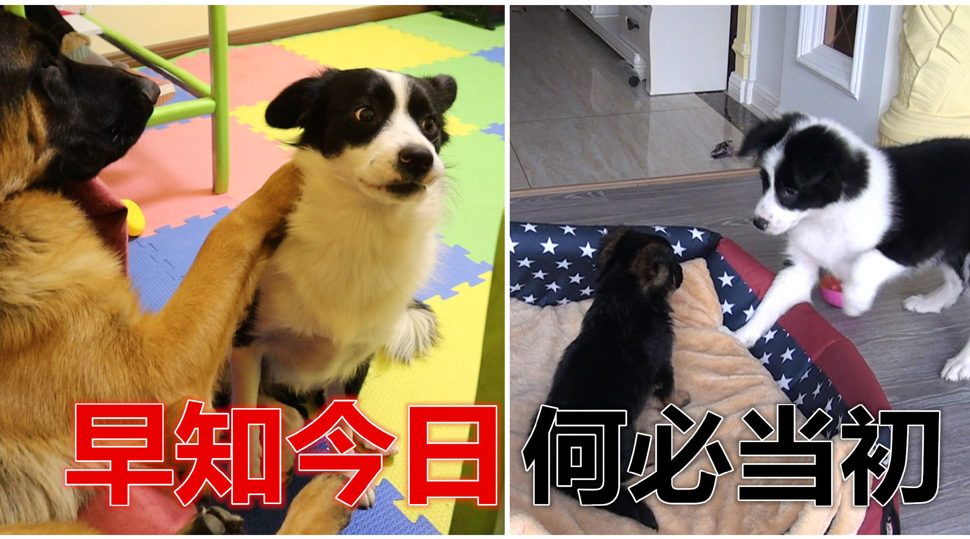 八个月后的德牧长大了, 边牧一脸惊慌...