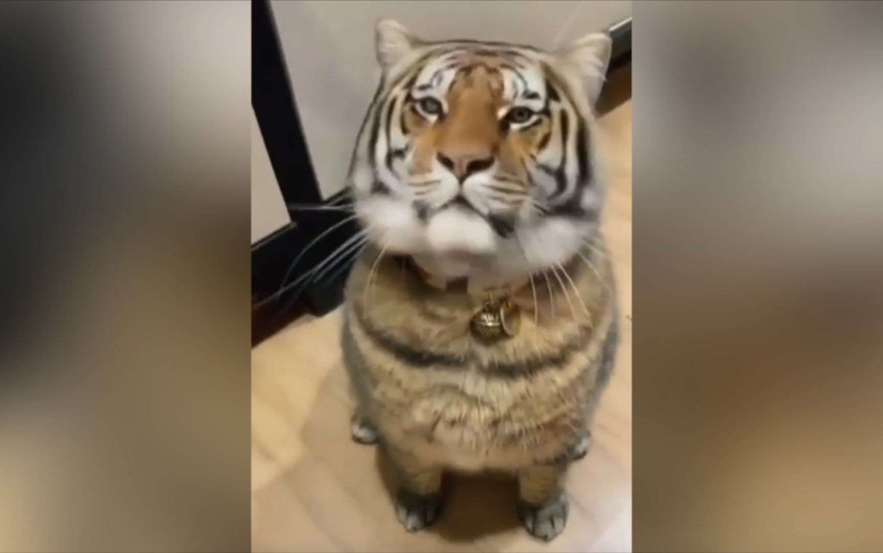 猫: 你看我虎吗?