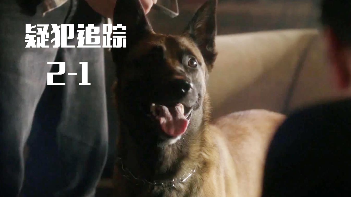 疑犯追踪2高能开篇, 信息量爆炸还有萌宠登场, 这节奏爽翻了!