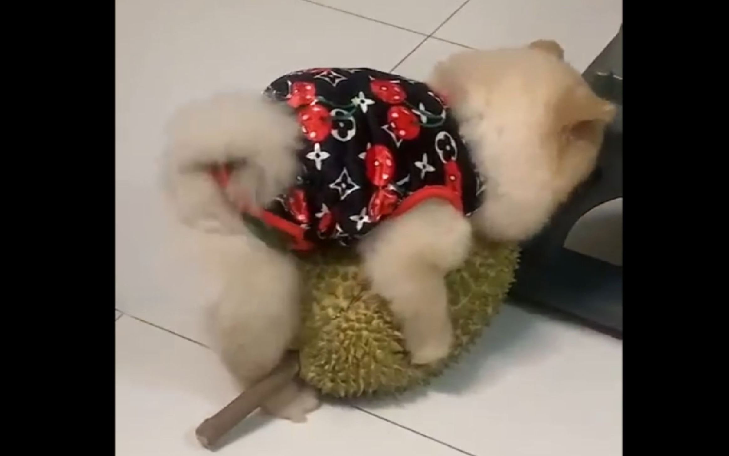 这只狗......害我笑了八天八夜!