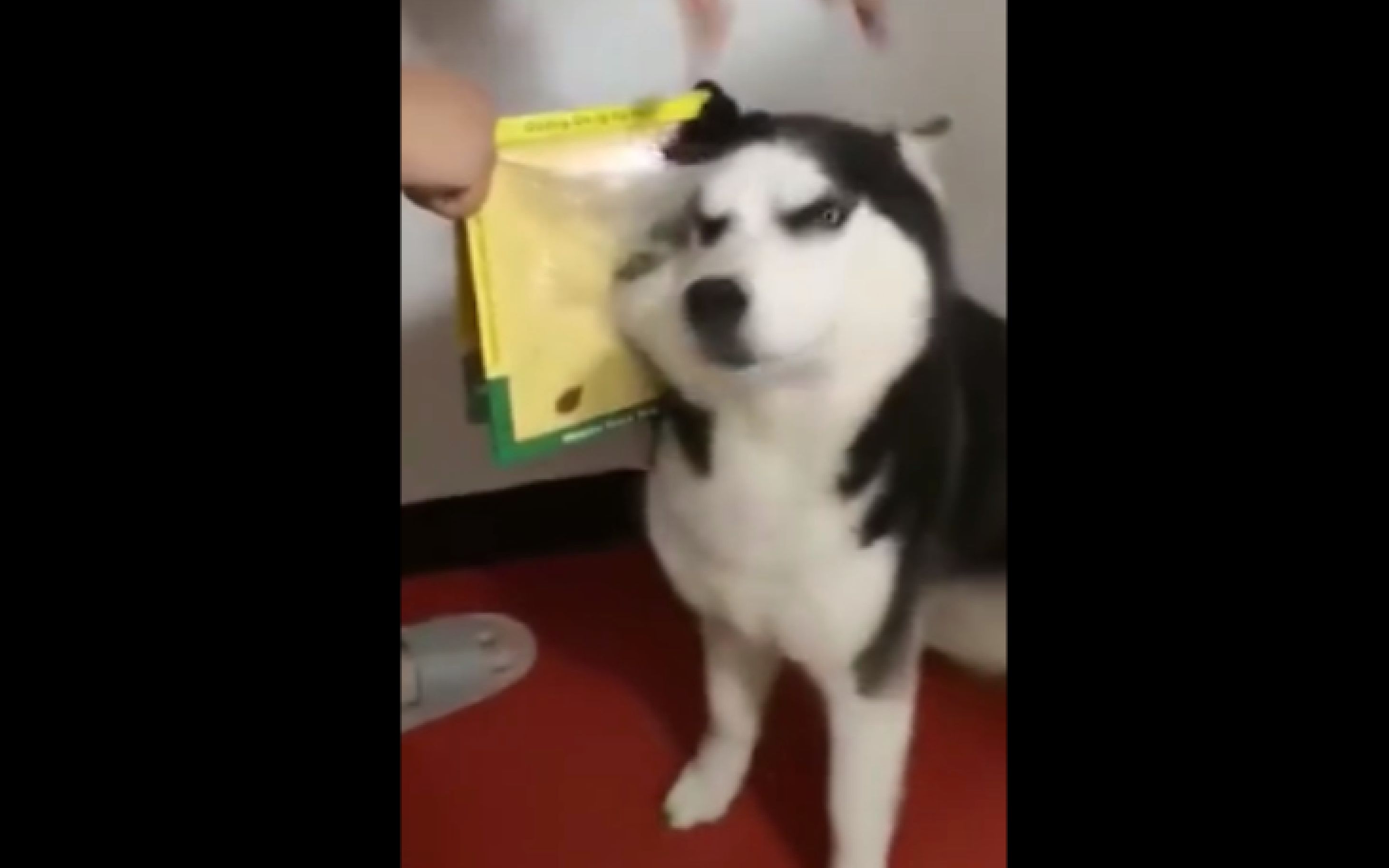 这二哈……让我笑了三天三夜