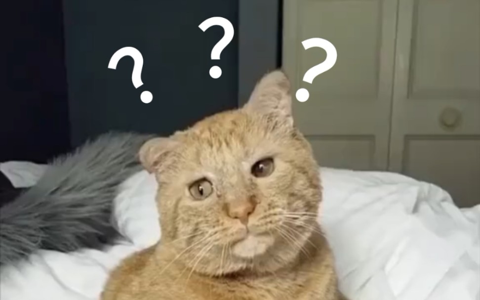 《 动 物 迷 惑 行 为 大 赏 Ⅴ 》