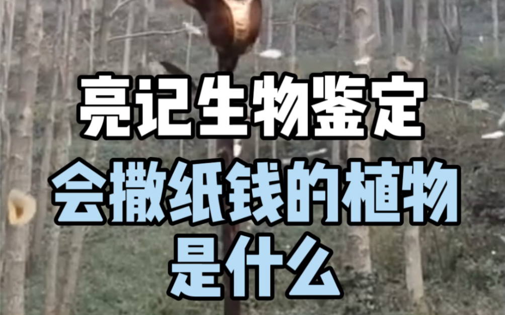 【亮记生物鉴定】会撒纸钱的植物是什么