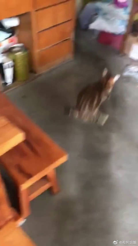 被人砍去了前肢和尾巴的流浪猫...