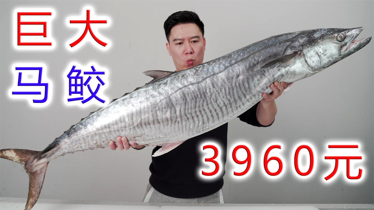 3960买一条大马鲛鱼, 价格是普通马鲛4倍, 它真的能好吃吗?
