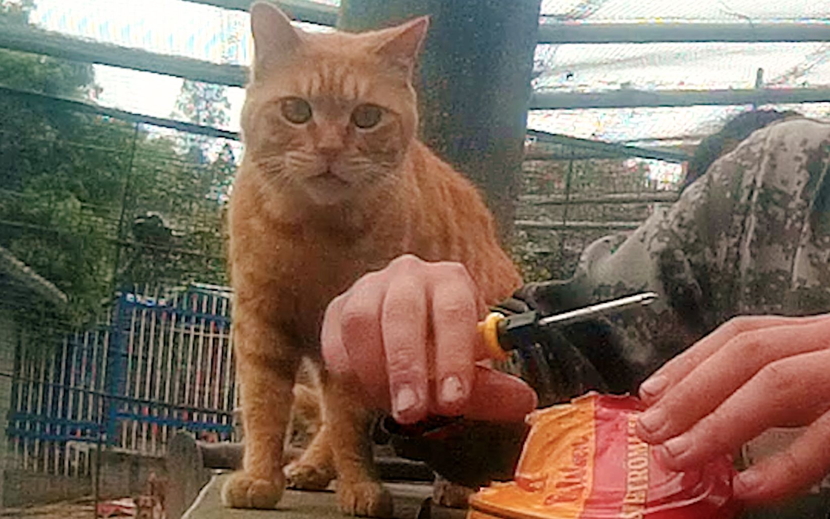 在200只猫面前开鲱鱼罐头, 猫: 你别过来, 我害怕!