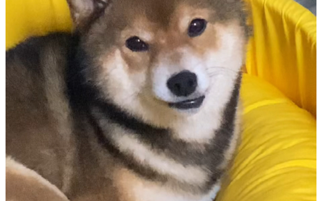 柴犬听到同类叫声有什么反应