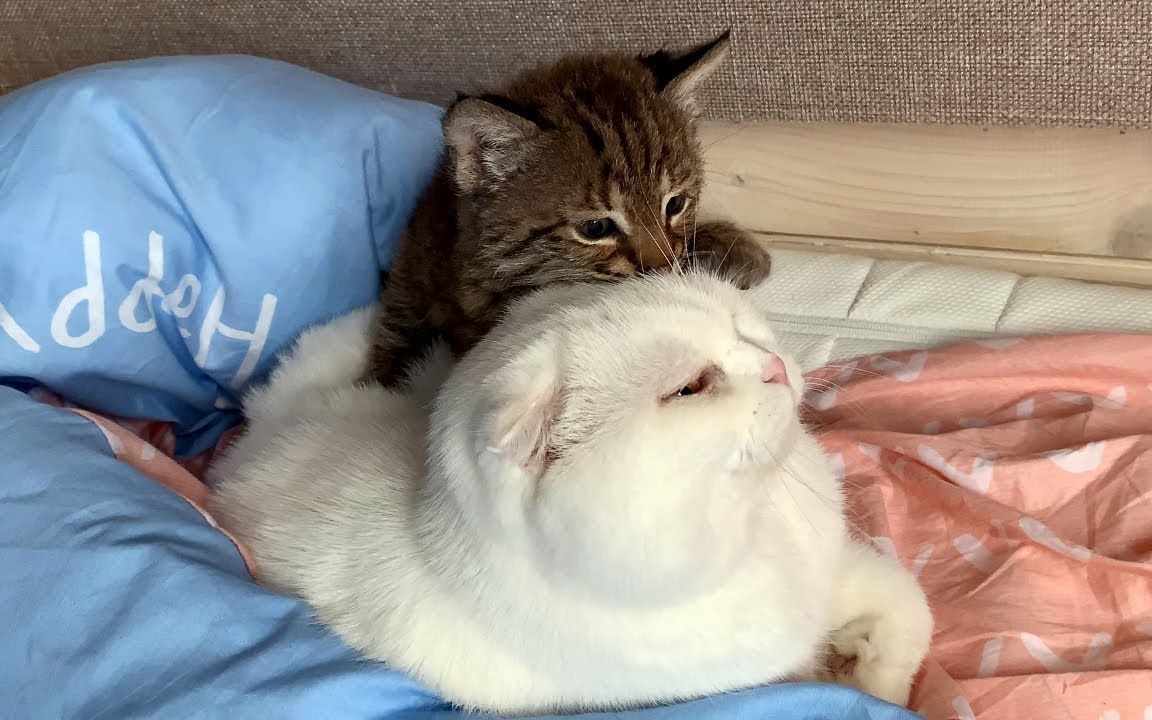 小猞猁想和白猫一起玩, 却又挨了喵喵拳