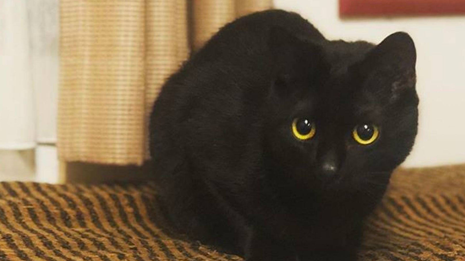 独守空房的小黑猫:我想有个不只是黑暗的新家!