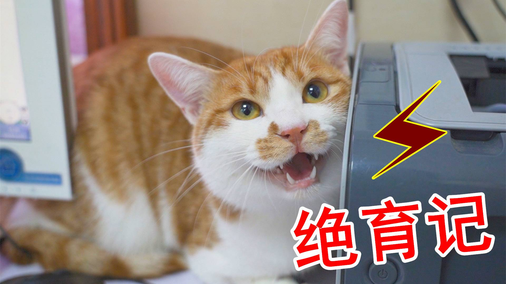 橘猫被带去绝育,一路惨叫到医院,猫:我不要割蛋!