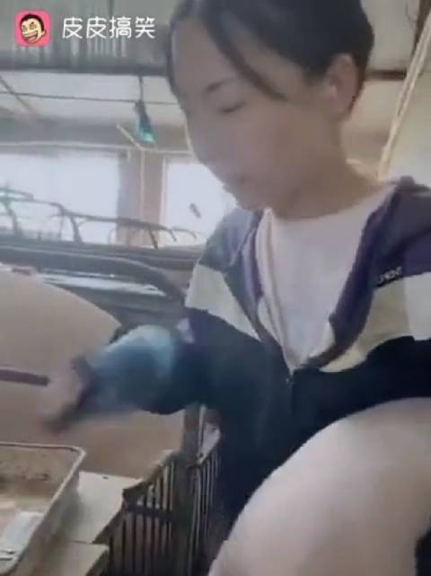 放开那头猪,让我……算了你继续吧...