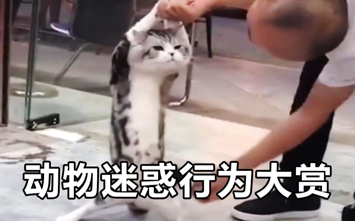 “动物迷惑行为大赏”