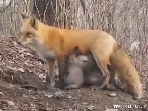 跨越种族的母爱!狐狸妈妈为在森林...