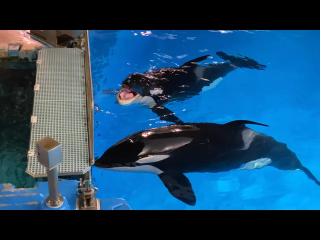 シャチ達の夕べ ステラ リン ちょこっとアース編 名古屋港水族館