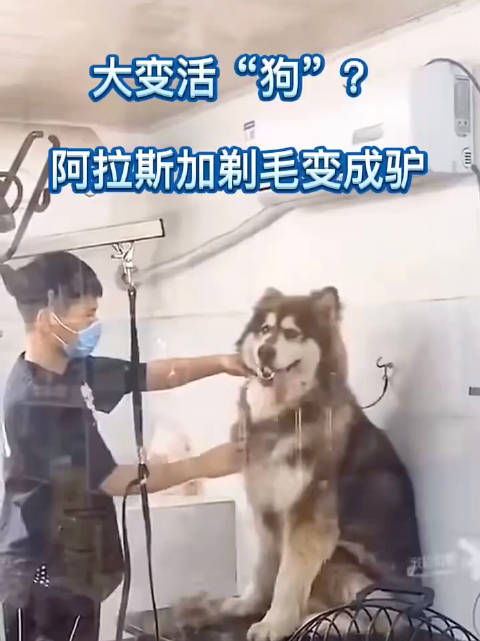 羡慕狗子的发量
