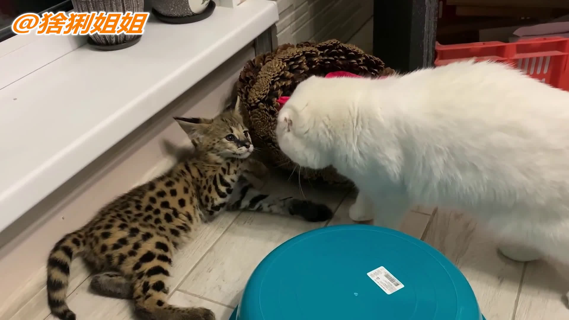 俄罗斯女孩养了一只薮猫...