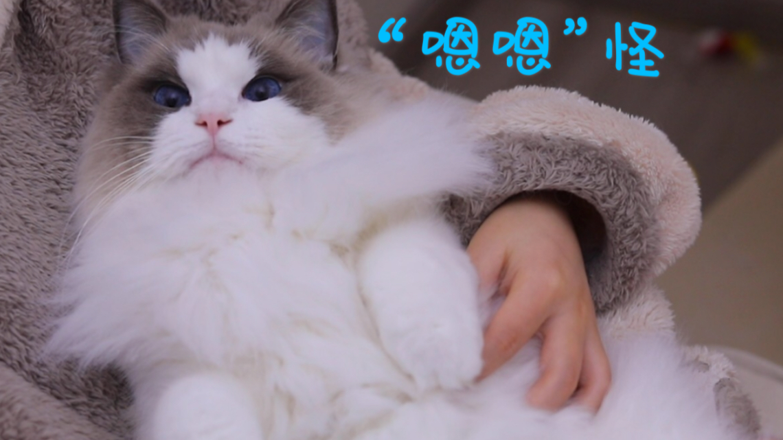 【布偶猫】会腹语? 只闻嗯嗯叫声 不见猫张嘴