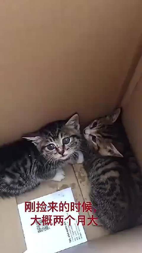 一只被捡来的中华狸花猫...