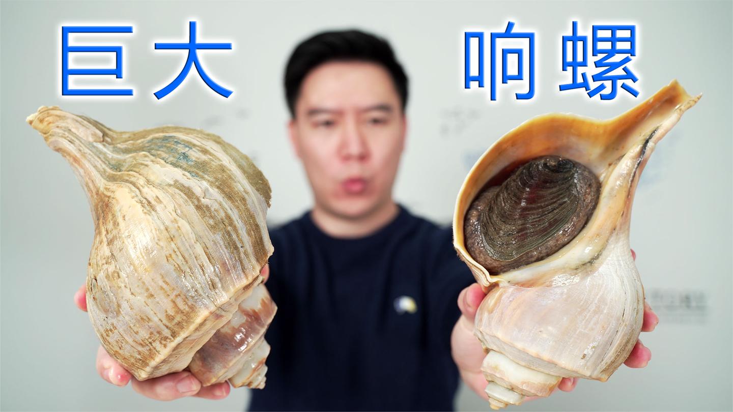 试吃300一个的巨大美国大响螺, 酱爆凉拌都好吃, 就是嘴巴有点酸