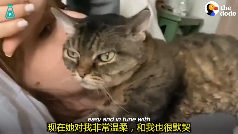 一只性格暴躁的小猫咪...