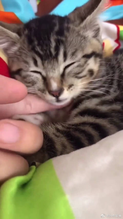 网友养猫记: 收养超凶小野猫狸花猫...