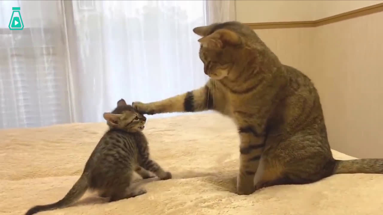 小奶猫想和家里的大猫搞好关系大猫...