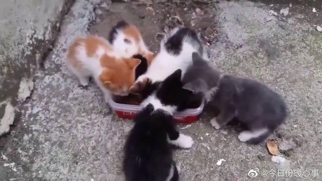 五只超凶的流浪小奶猫...