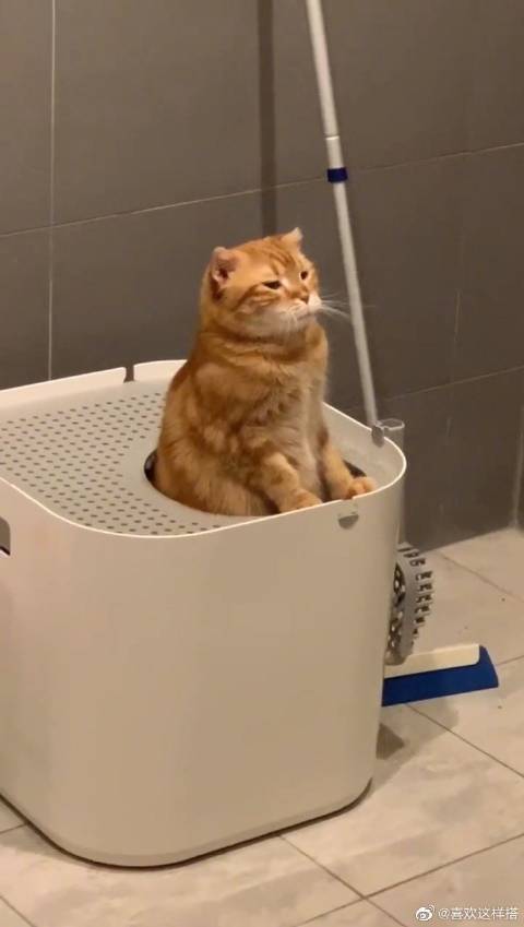 橘猫正经蹲厕所,结果今天好像不太顺...