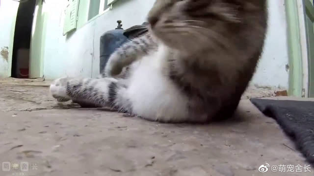 农村猫咪捕食大老鼠,怎么敬业的猫很少了...
