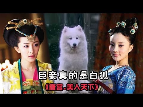 【大头虫】魔性解读腹黑李治调戏萨摩耶妃子神剧《唐宫美人天下》,臣妾真的是白狐呢