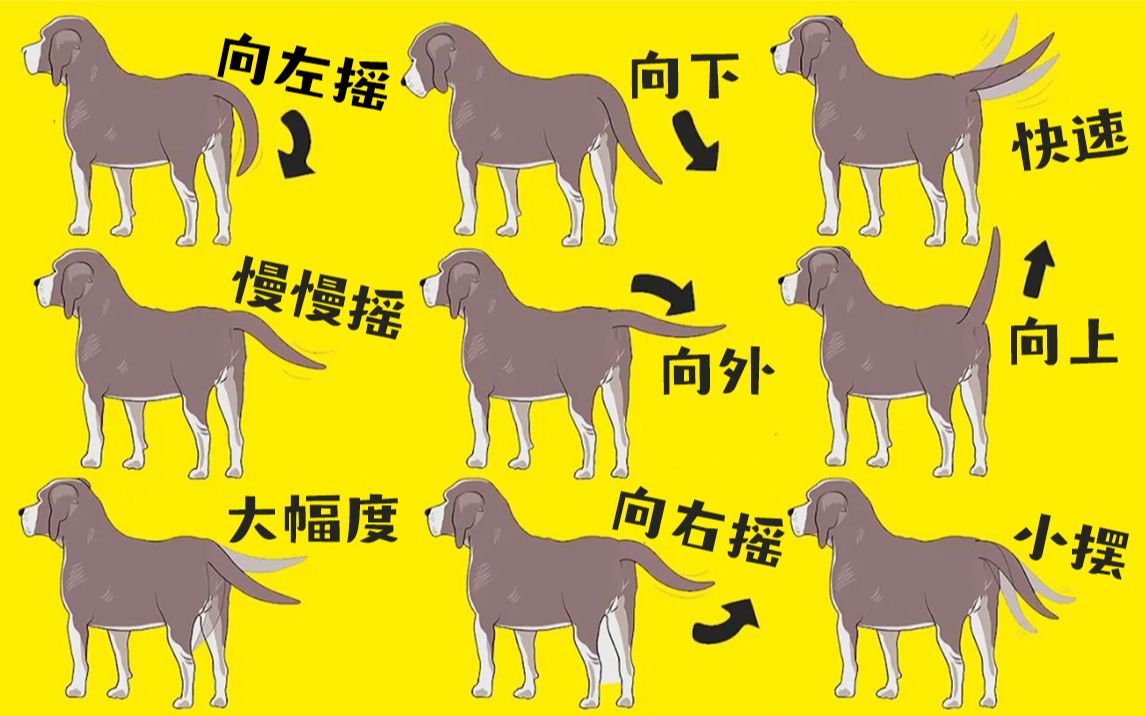 汪星人的肢体语言——狗狗摆动尾巴的方面, 暗示着它们不同的情绪