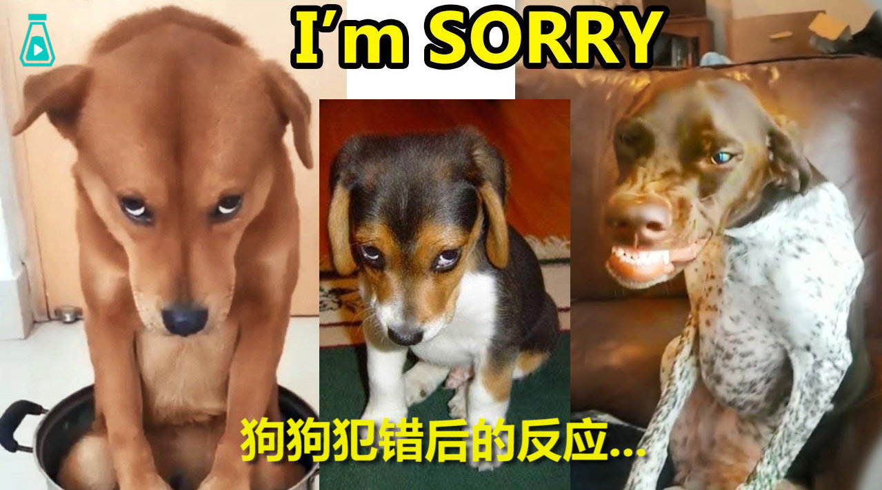 狗狗做了坏事后被发现...