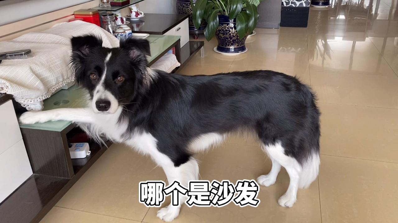 边牧是边牧, 狗是狗。