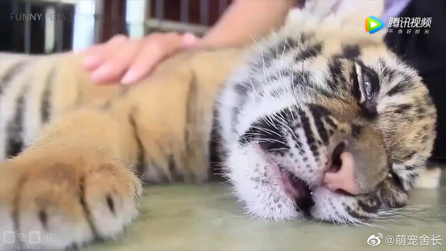 和老虎幼崽玩耍,发现它居然和猫咪一样有趣...